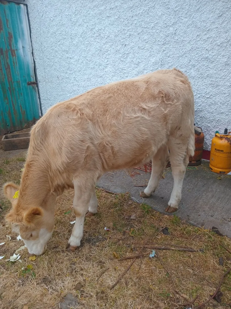 2 heifers - Image 3