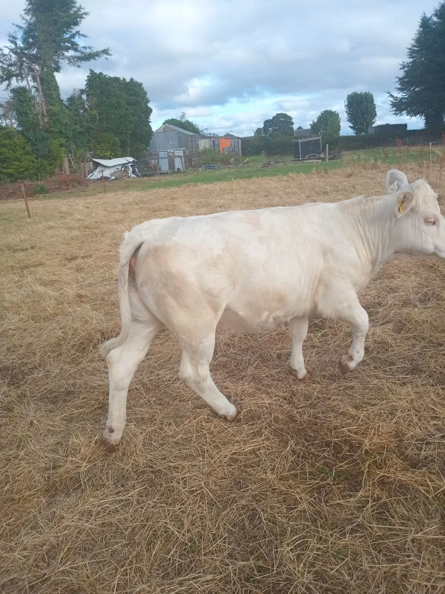 2 heifers - Image 4