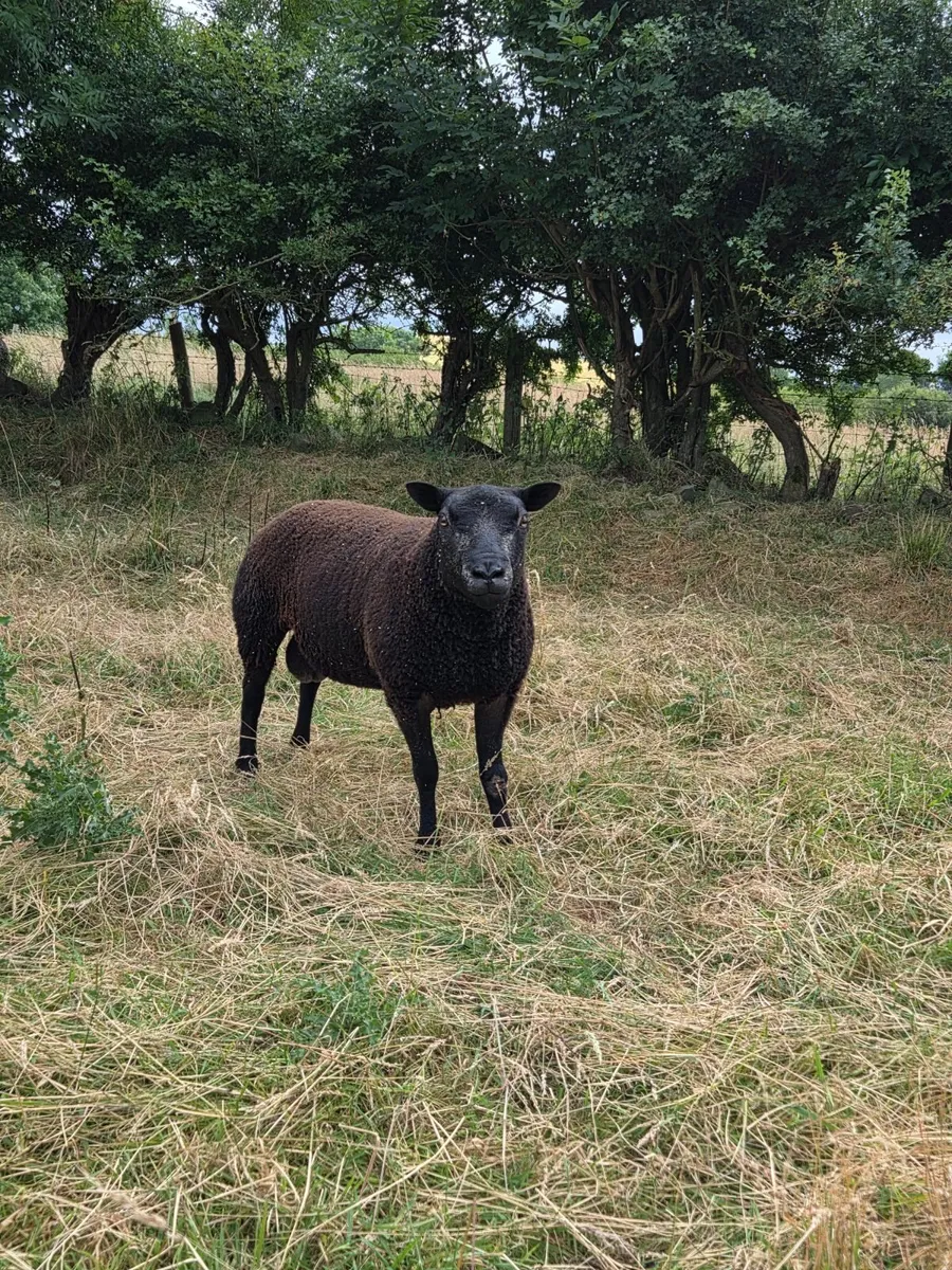 Pedigree Registered Blue Texel shearling rams - Image 1