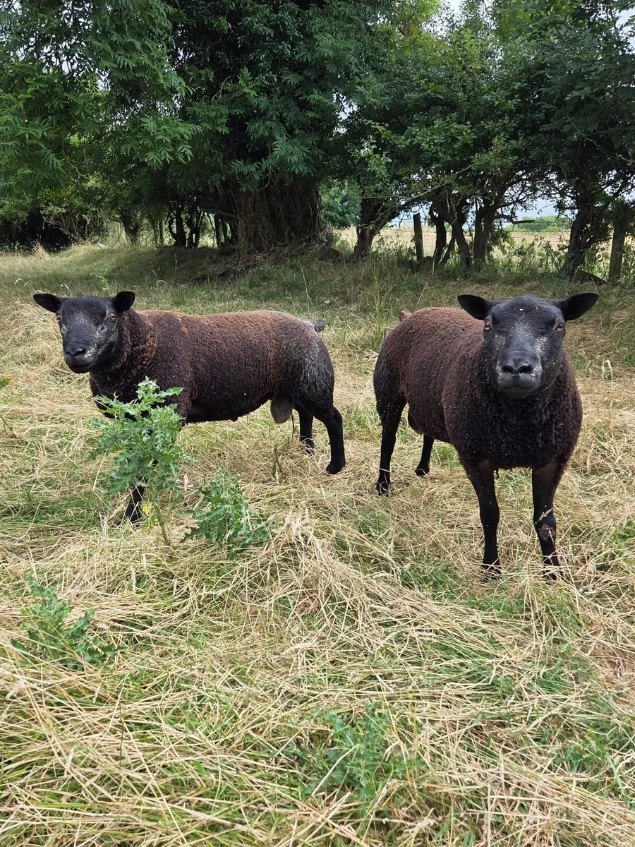 Pedigree Registered Blue Texel shearling rams - Image 3