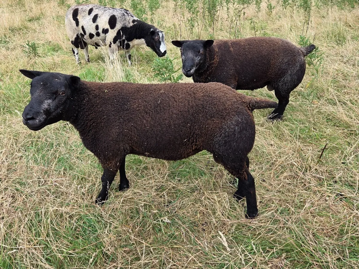 Pedigree Registered Blue Texel shearling rams - Image 4