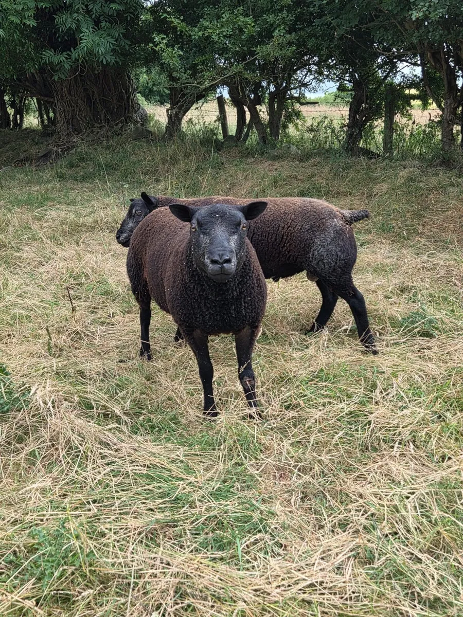 Pedigree Registered Blue Texel shearling rams - Image 2