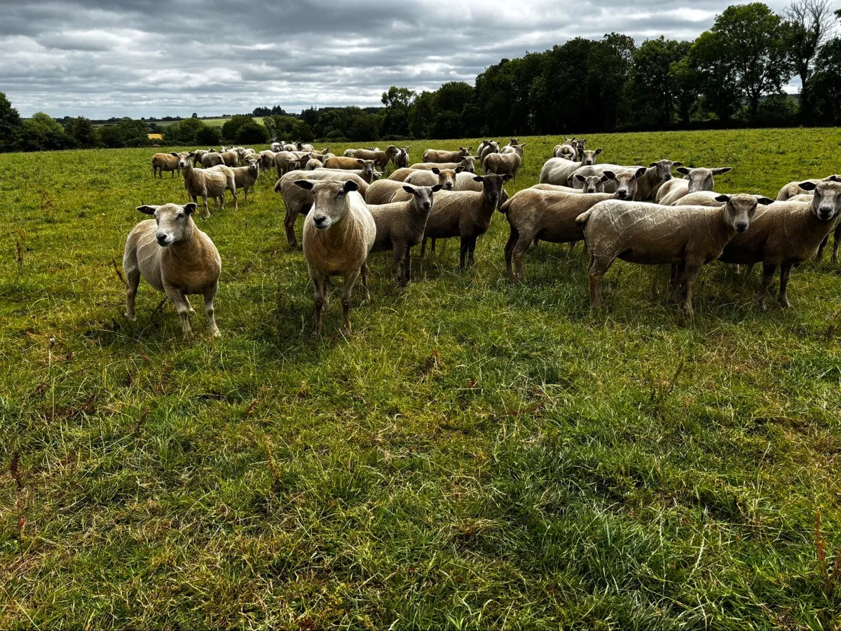Organic sheep - Image 2