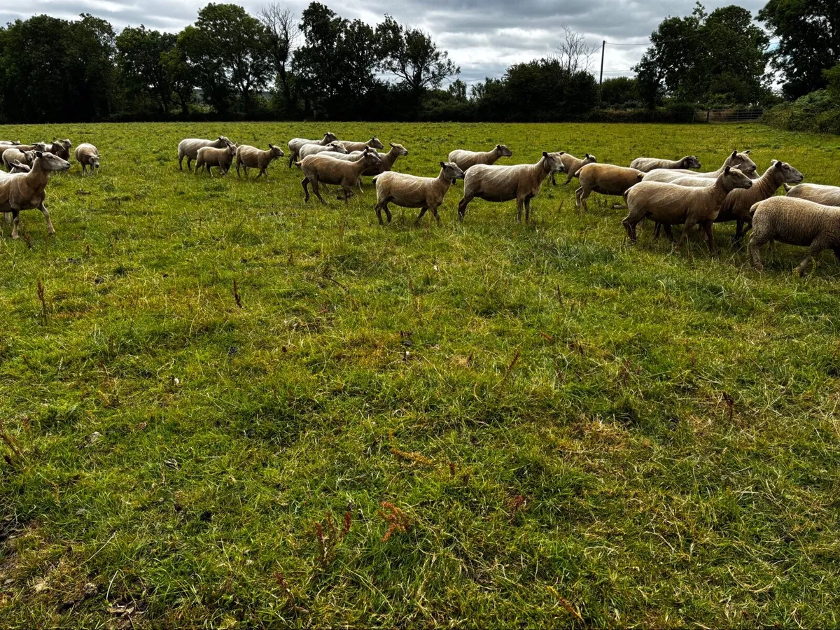 Organic sheep - Image 3