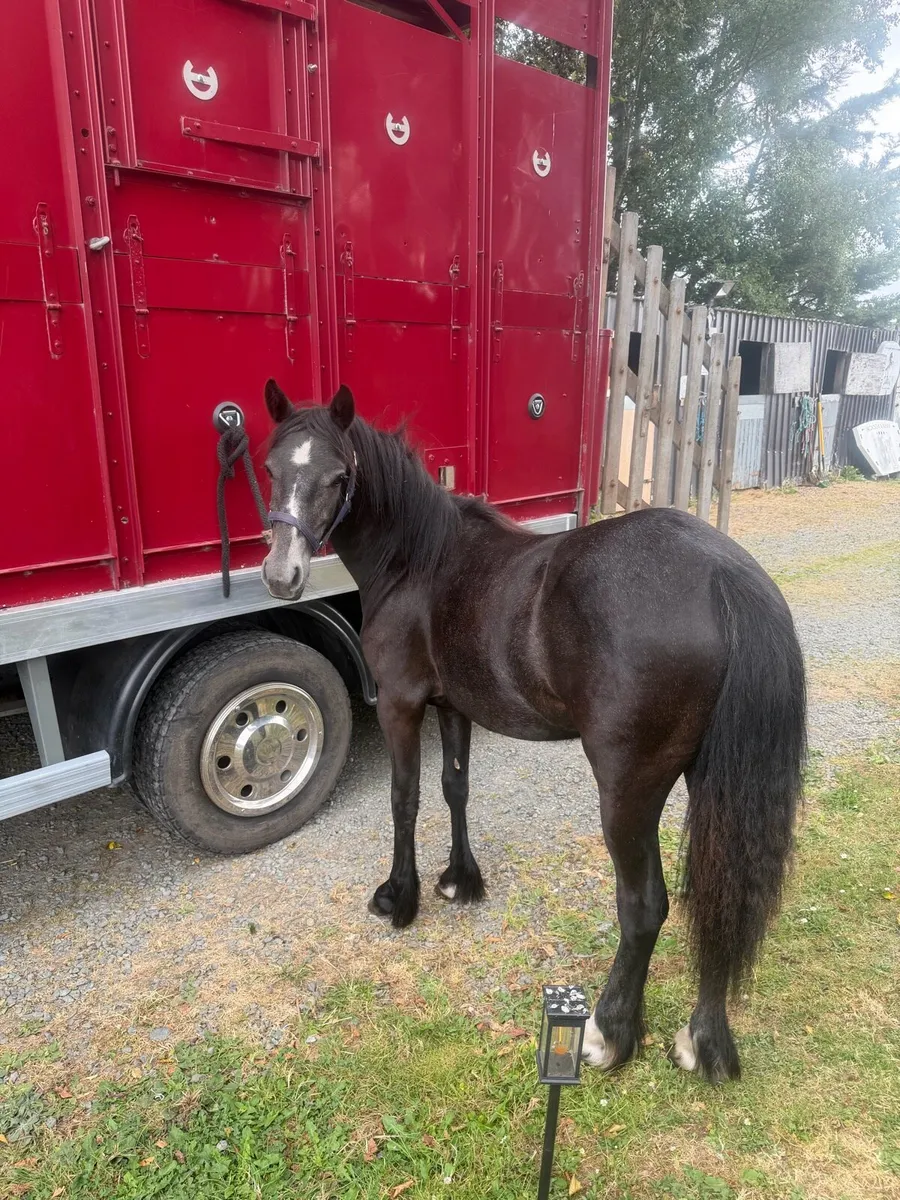 Cob cross daft filly - Image 4
