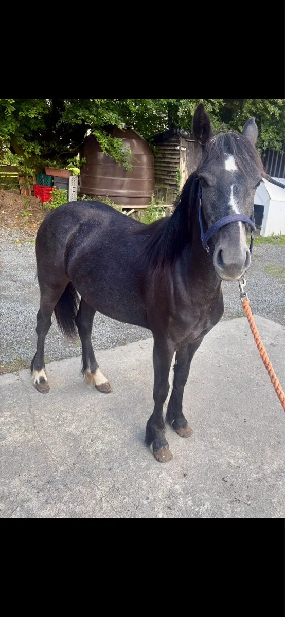 Cob cross daft filly - Image 1