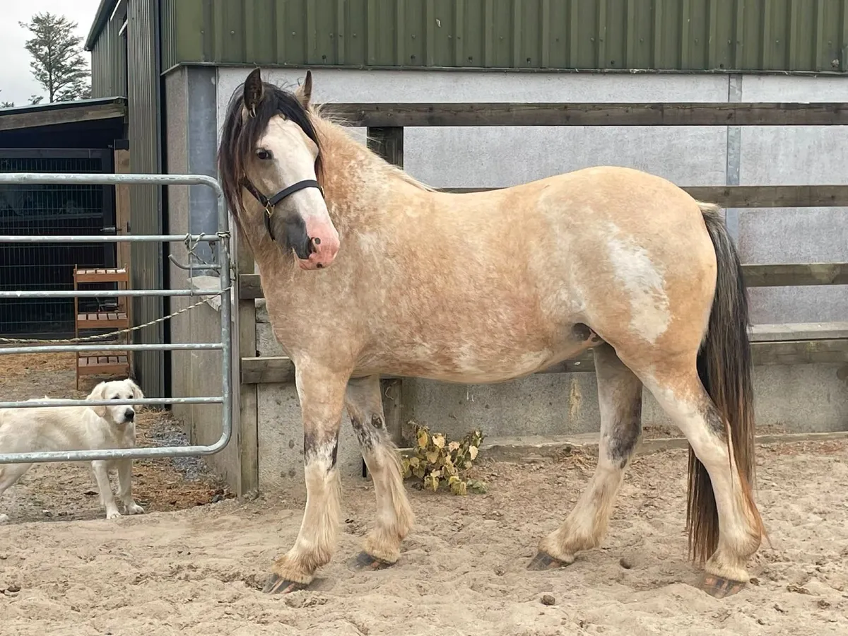 3 year old cob - Image 2