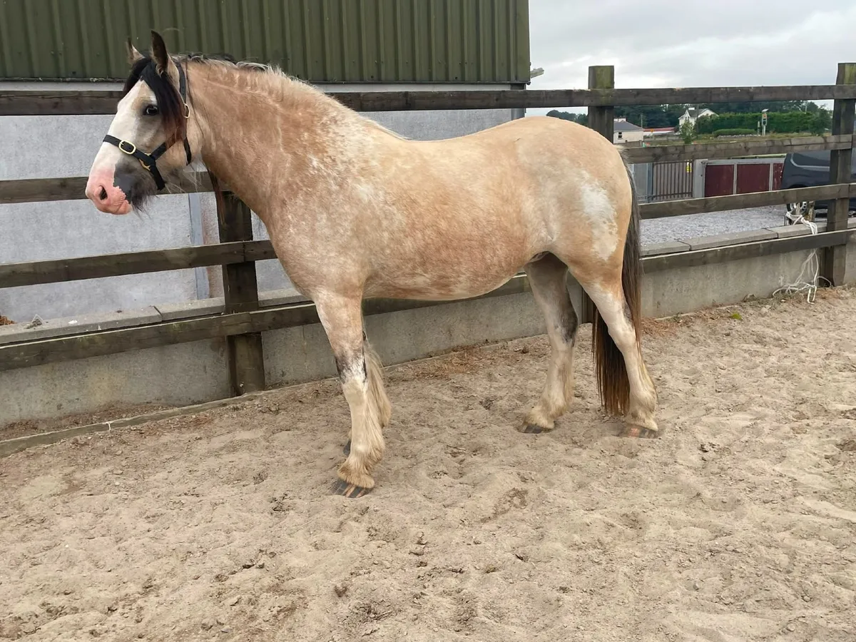 3 year old cob - Image 1