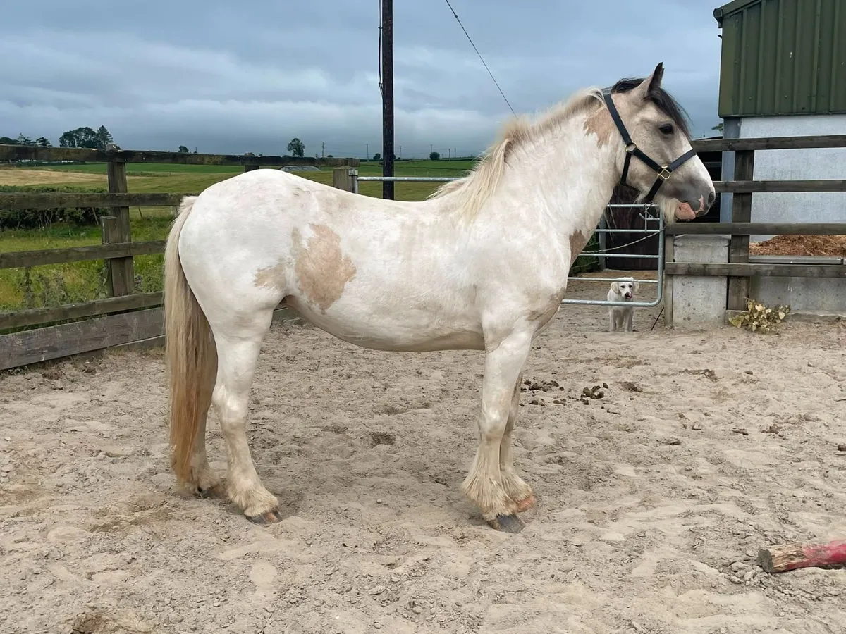 3 year old filly cob - Image 1