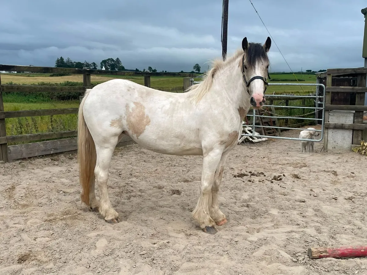 3 year old filly cob - Image 2