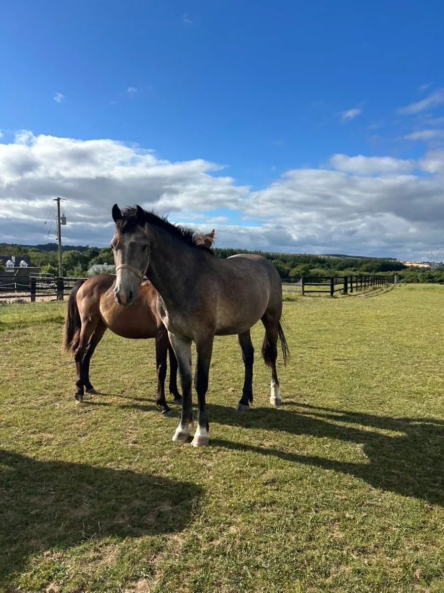 2 turning 3 Irish draught gelding 16.3 - Image 1