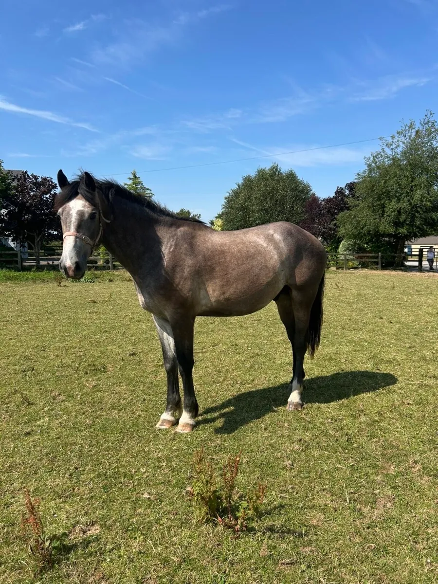 2 turning 3 Irish draught gelding 16.3 - Image 2
