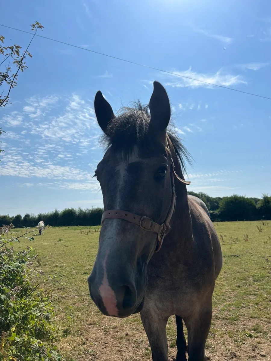 2 turning 3 Irish draught gelding 16.3 - Image 3