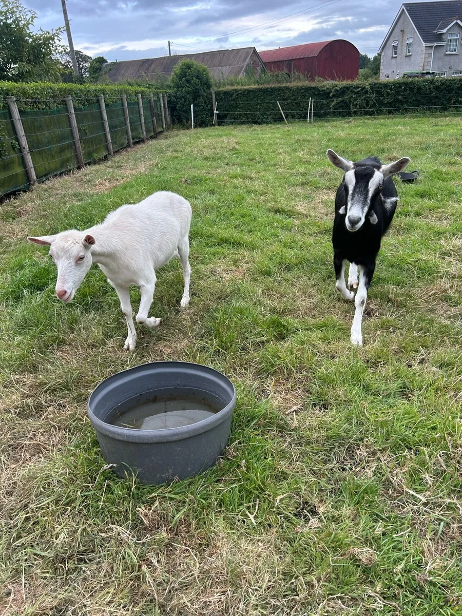 Goats - Image 1