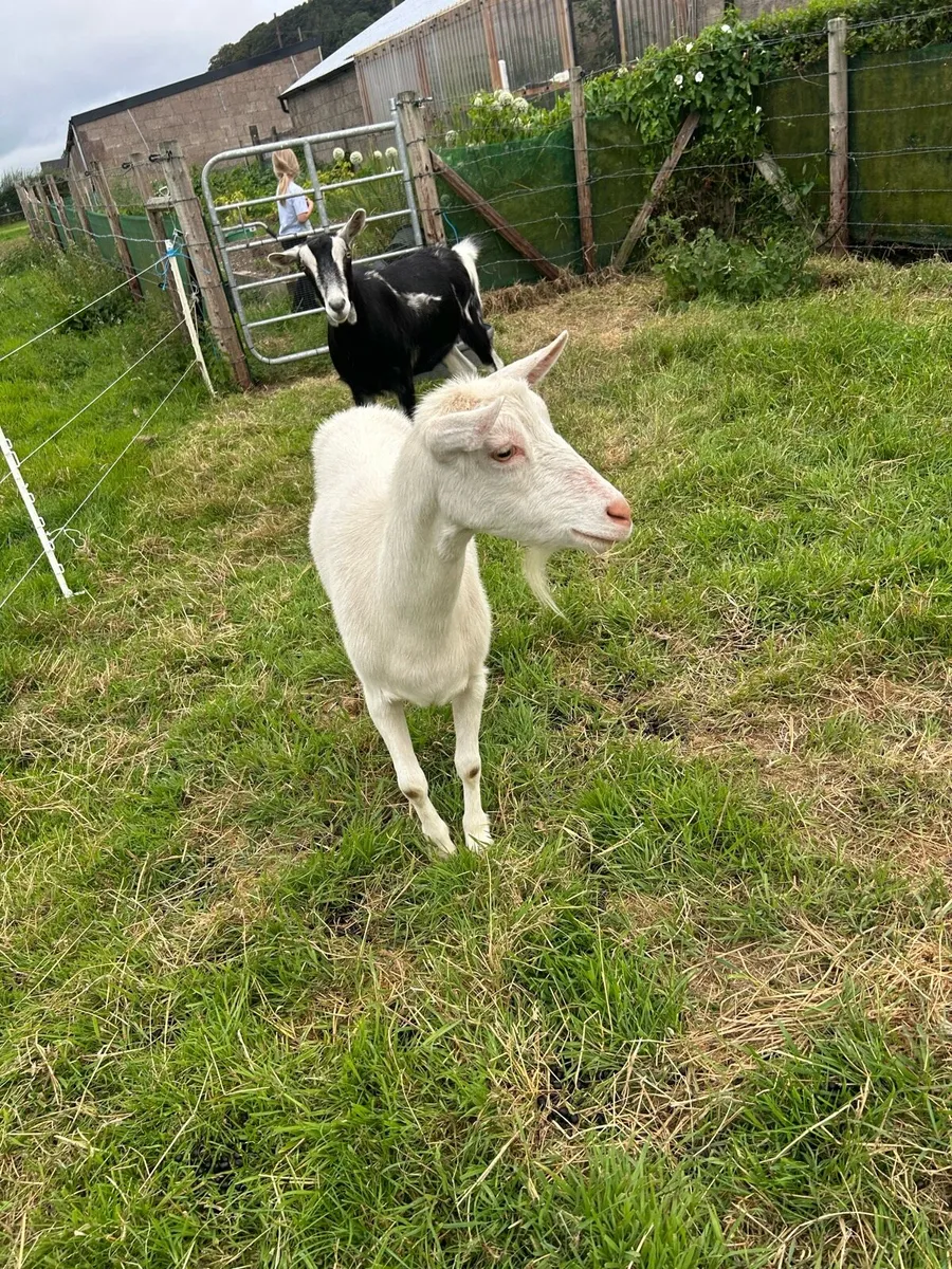 Goats - Image 2