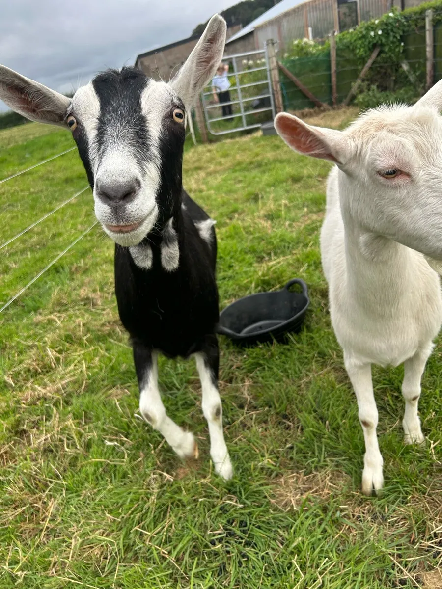 Goats - Image 3
