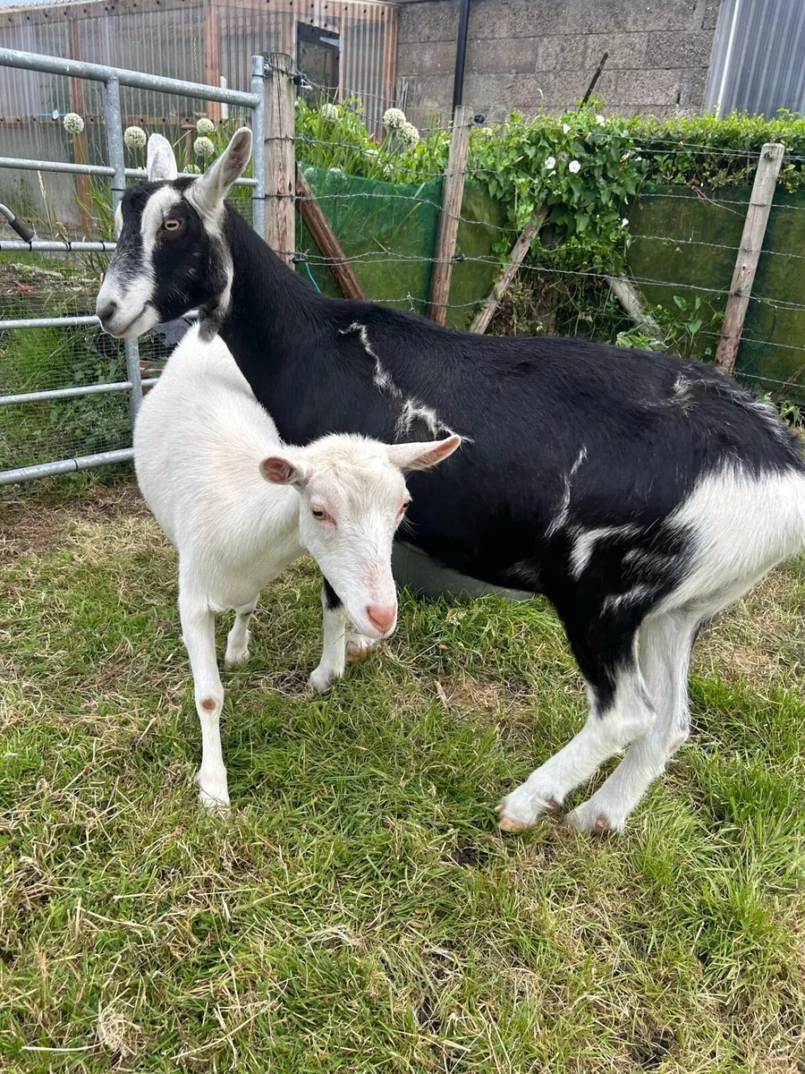 Goats - Image 4