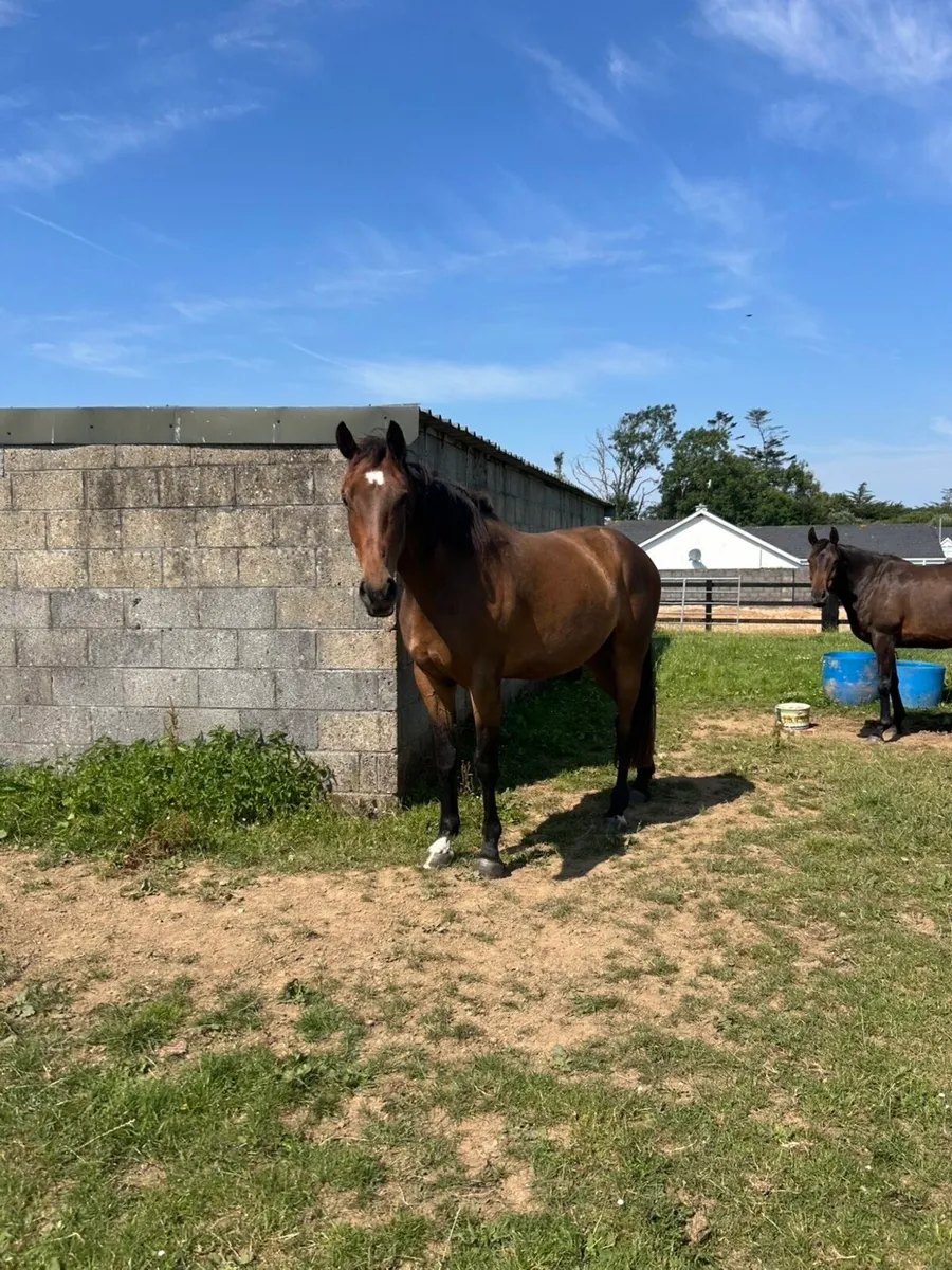 Vivant Van De Heffinck 3 year old gelding - Image 1