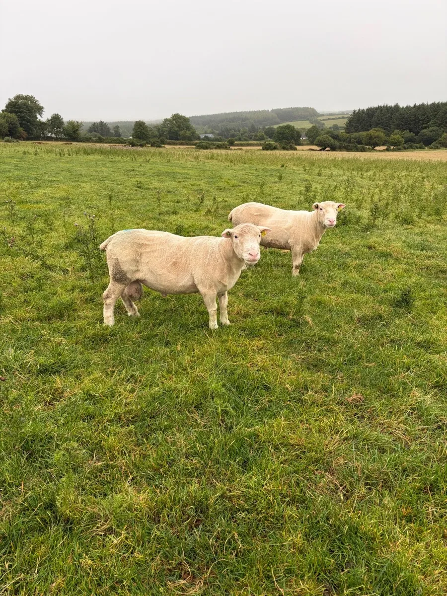 Polled Dorset star ram - Image 1