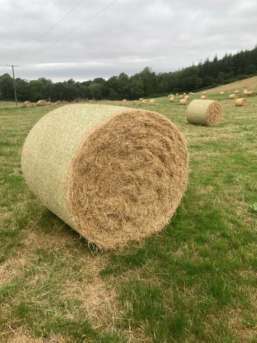Hay