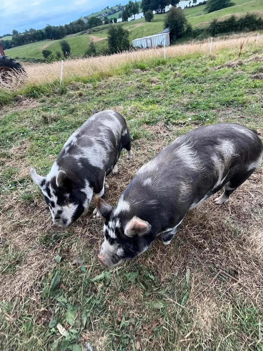 2 Gilts kune kune - Image 2