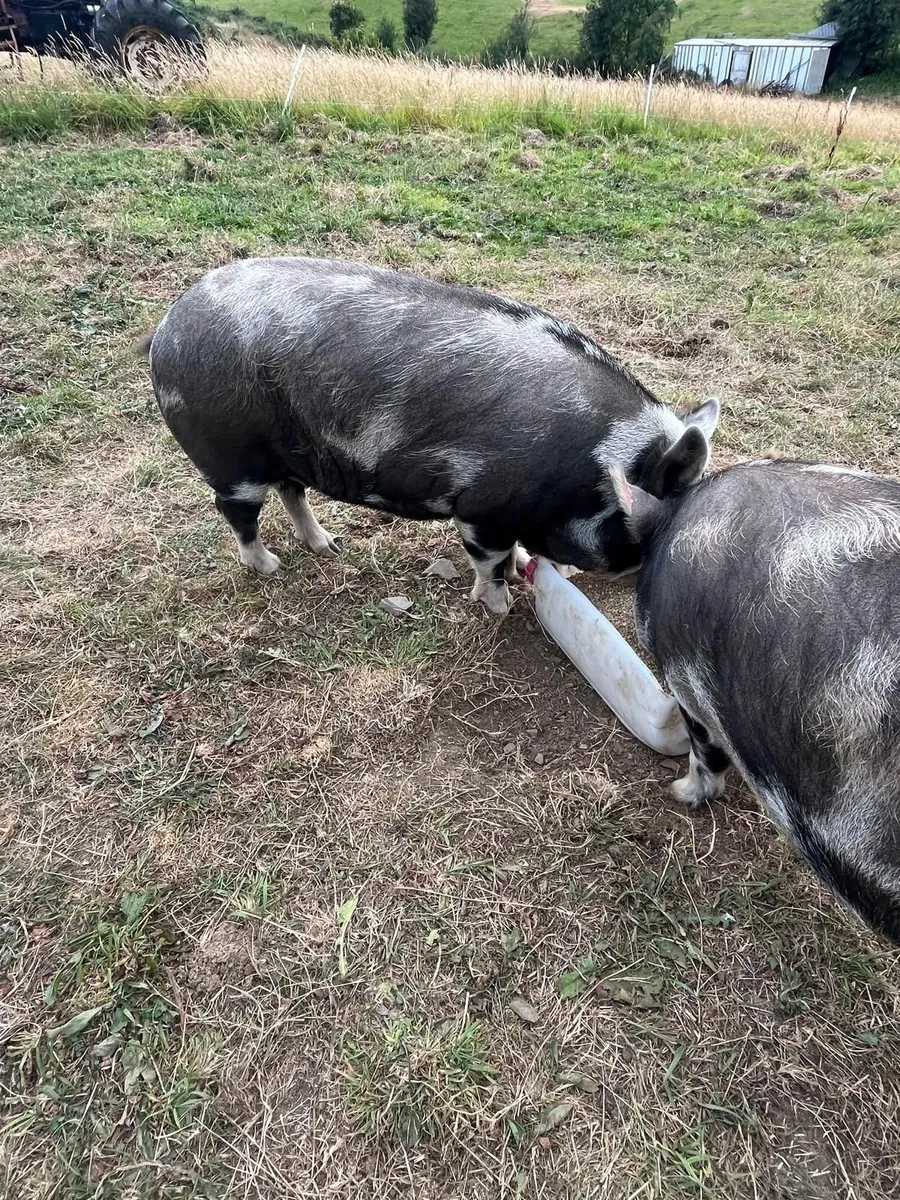 2 Gilts kune kune - Image 3