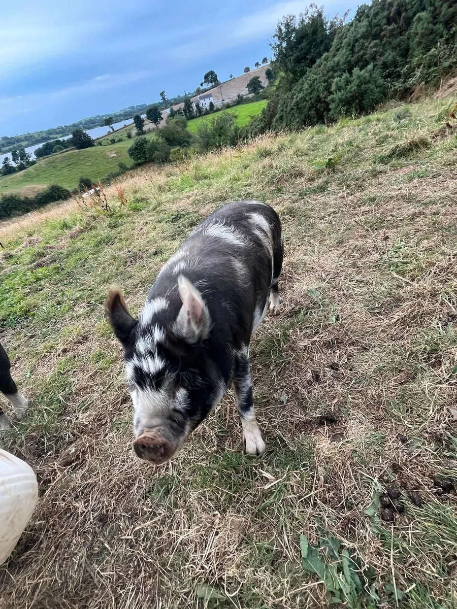 2 Gilts kune kune - Image 1