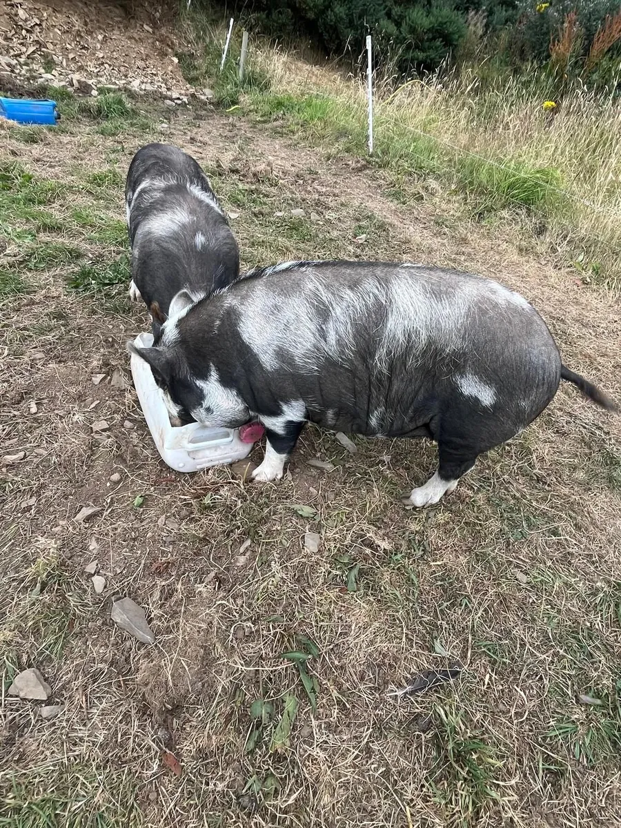 2 Gilts kune kune - Image 4