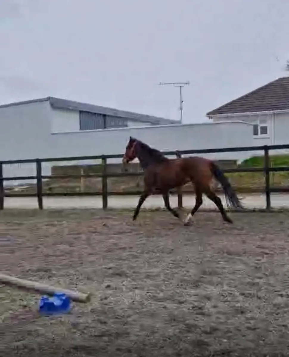 3 yr old filly - Image 3
