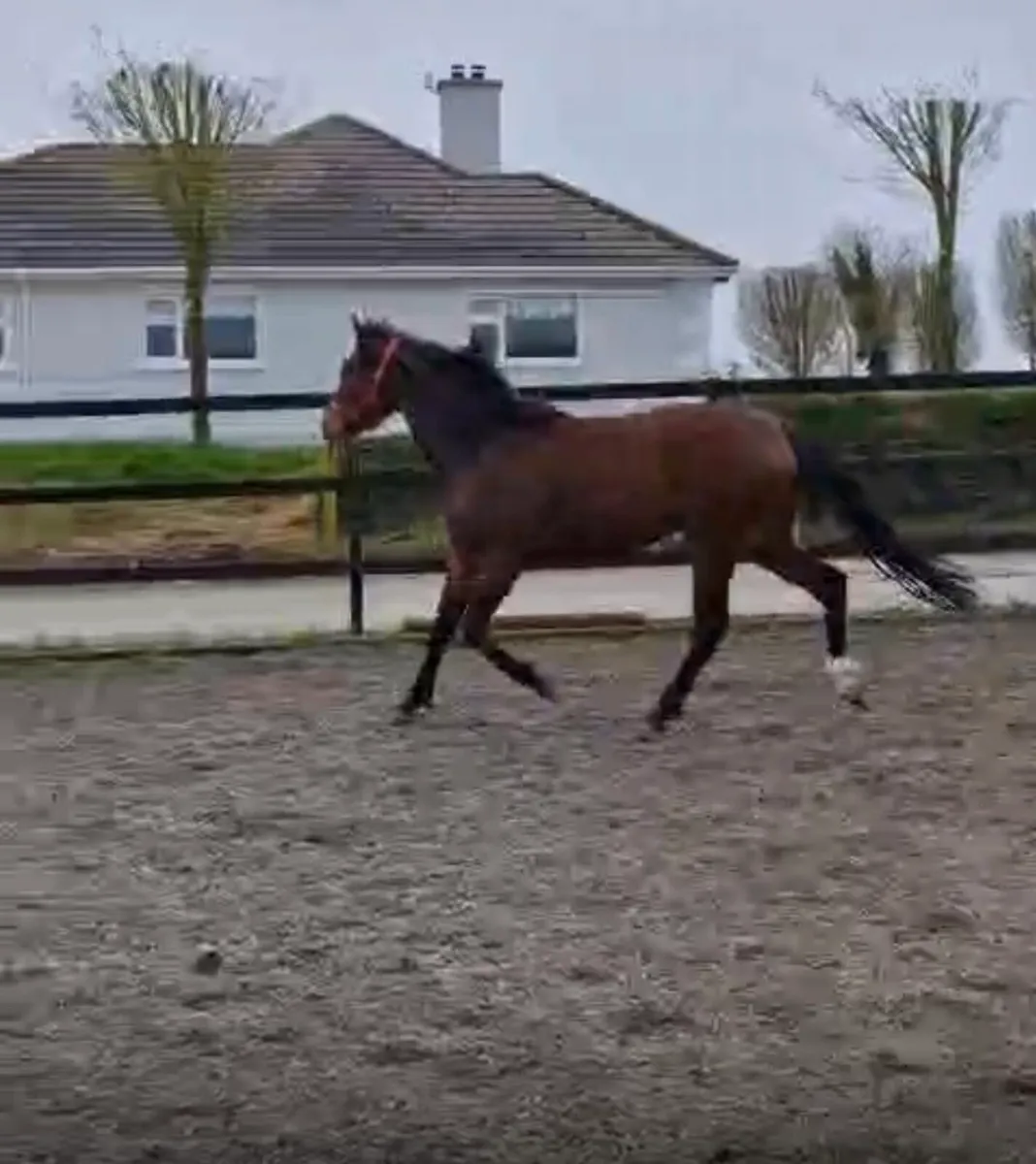 3 yr old filly - Image 4