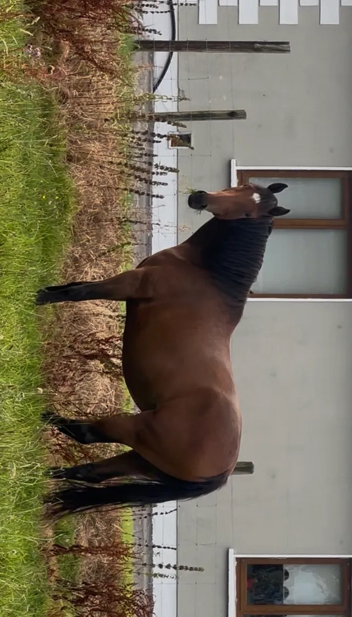 3 yr old filly - Image 1
