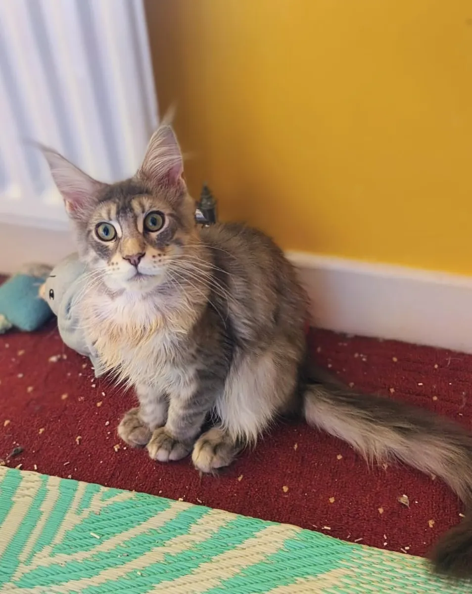 Absolutely stunning  Maine Coon - Image 1