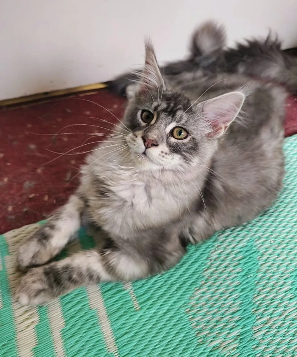 Absolutely stunning  Maine Coon - Image 4