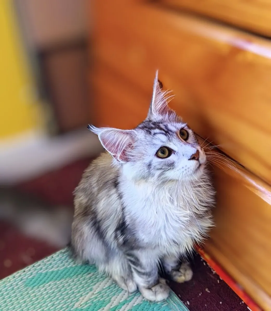 Absolutly stunning Maine Coon - Image 3