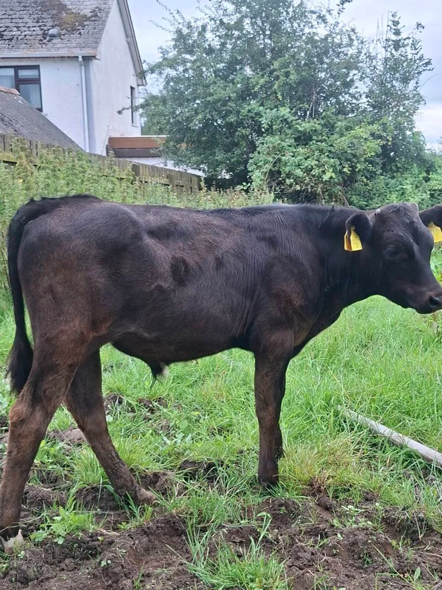 2 BULL CALVES - Image 1