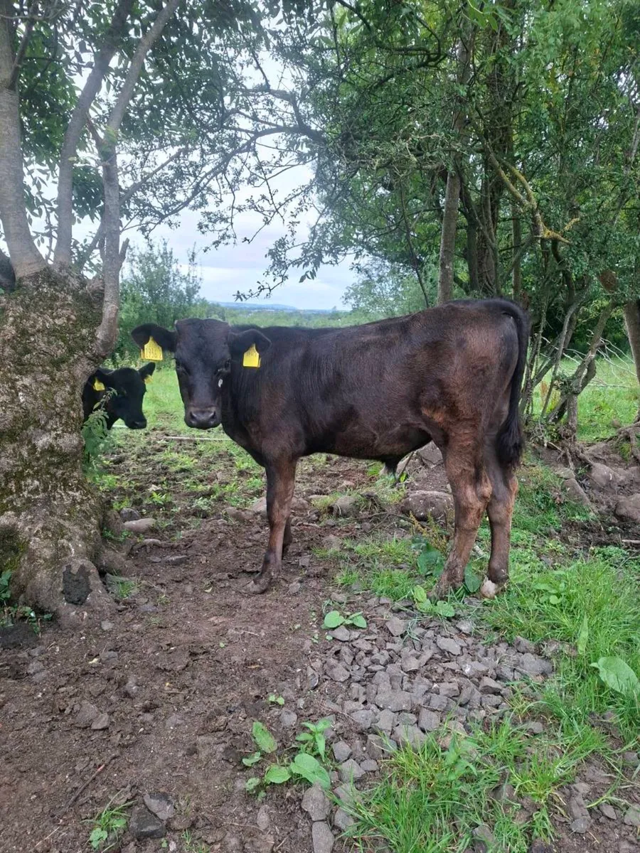 2 BULL CALVES - Image 2