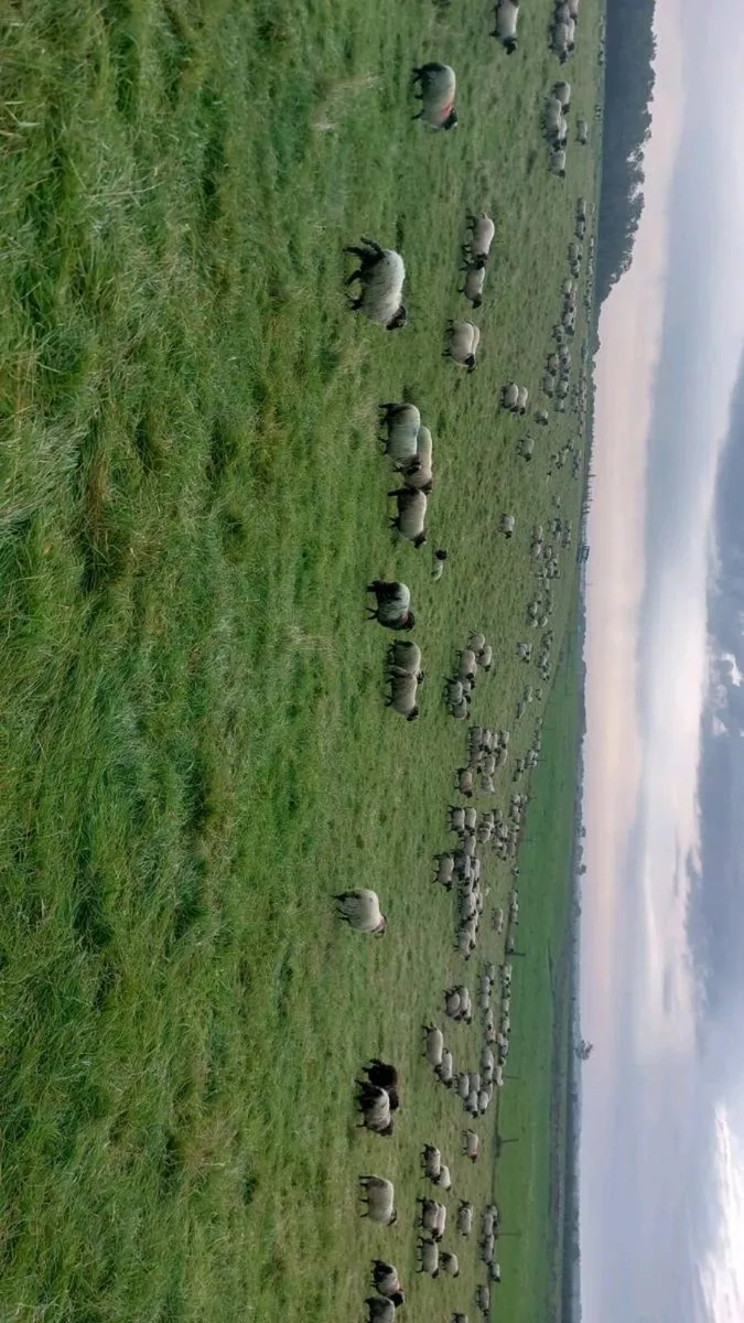 🐏Hill lambs 🐏