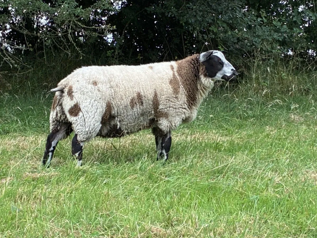 Pedigree Dutch Spotted Sheep for Sale - Image 2