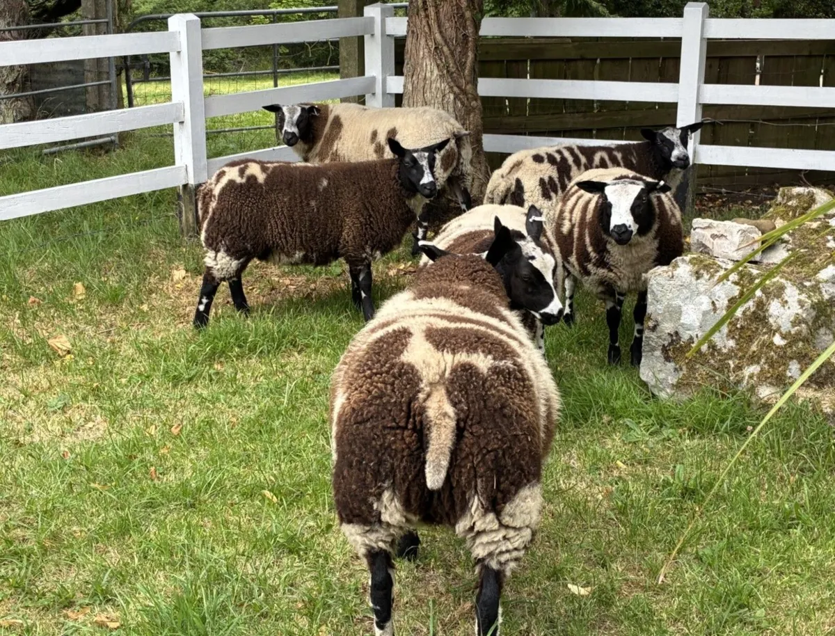 Pedigree Dutch Spotted Sheep for Sale - Image 3