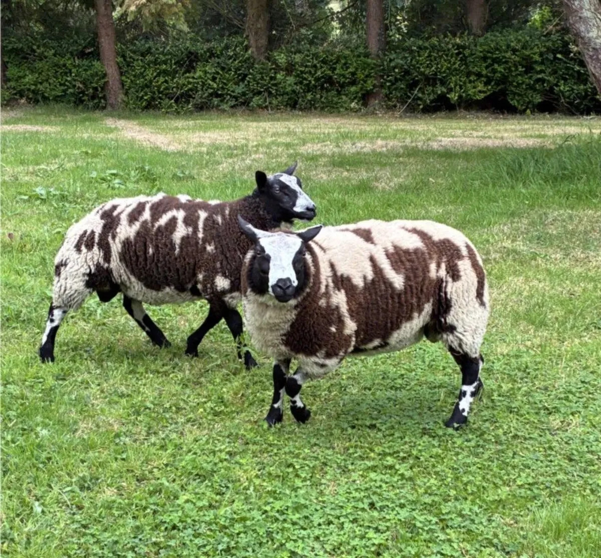 Pedigree Dutch Spotted Sheep for Sale - Image 4