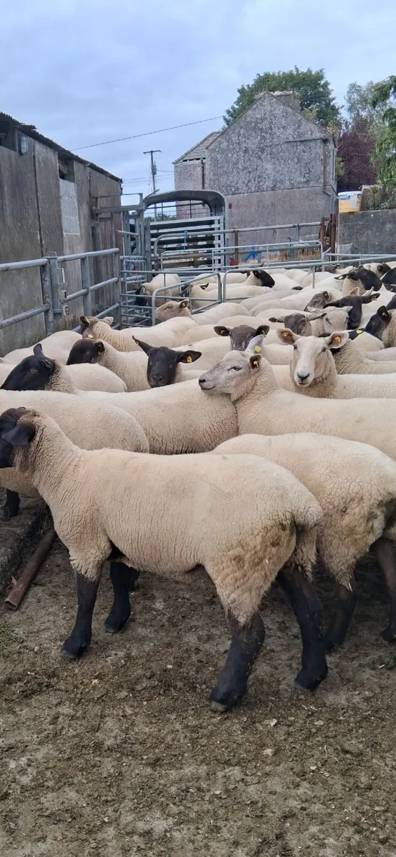 Hoggets - Image 2