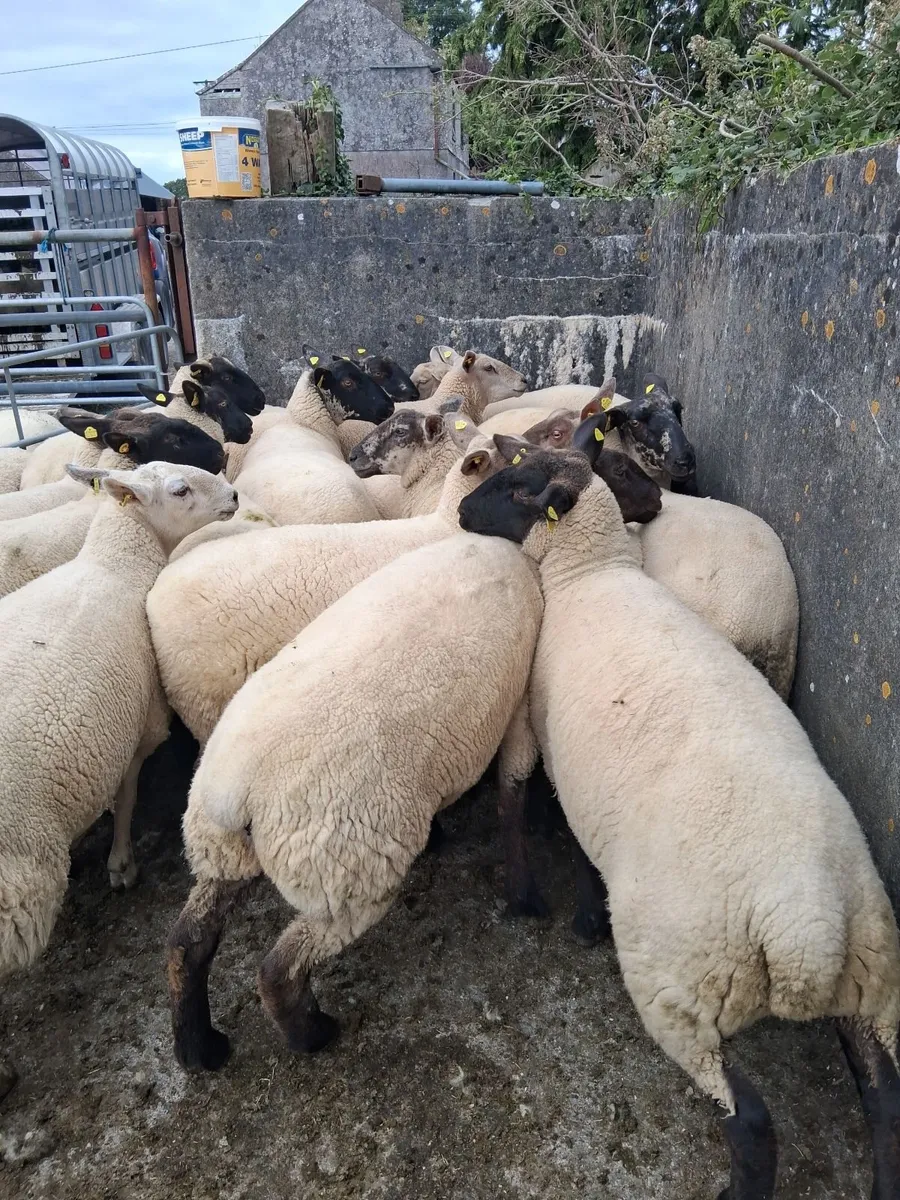 Hoggets - Image 3