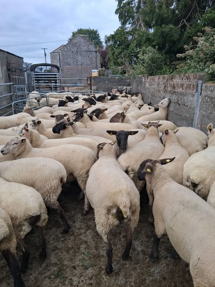 Hoggets - Image 4