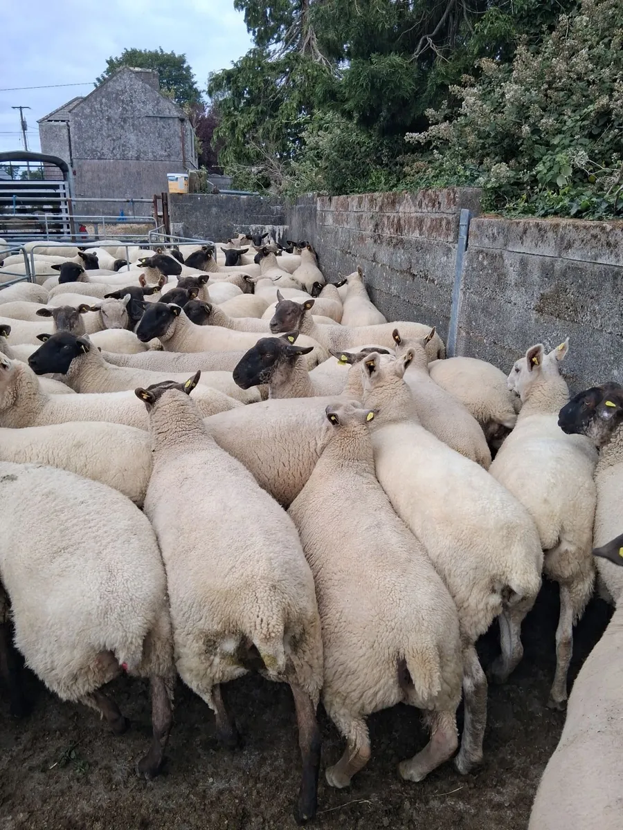 Hoggets - Image 1