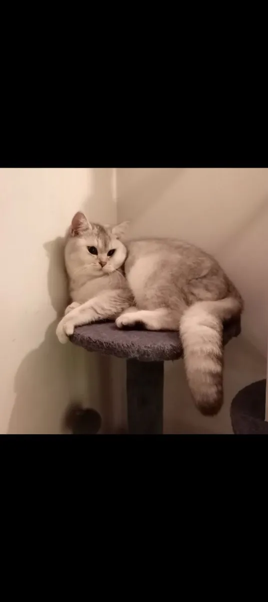 ✳ Silver Chinchilla GCCF British Shorthair Girl ✳ - Image 2