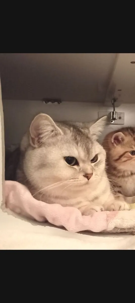 ✳ Silver Chinchilla GCCF British Shorthair Girl ✳ - Image 3