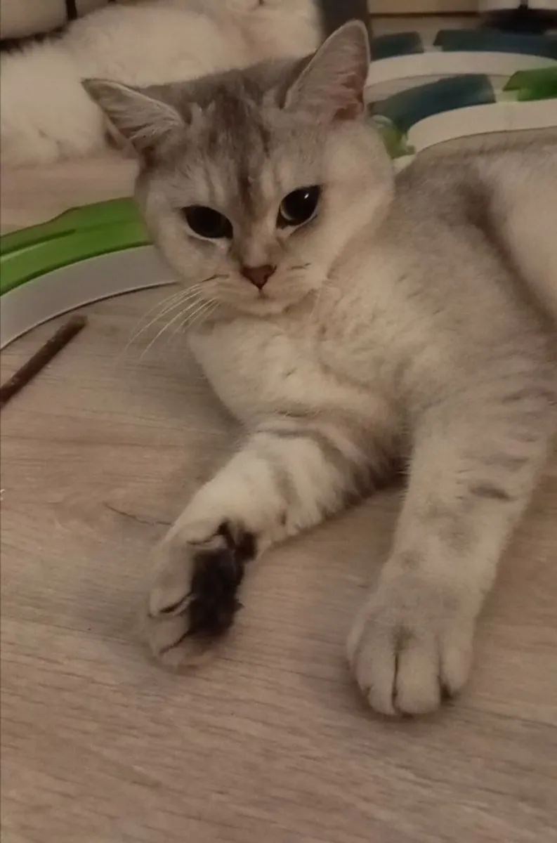 ✳ Silver Chinchilla GCCF British Shorthair Girl ✳ - Image 4