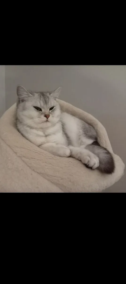 ✳ Silver Chinchilla GCCF British Shorthair Girl ✳ - Image 1