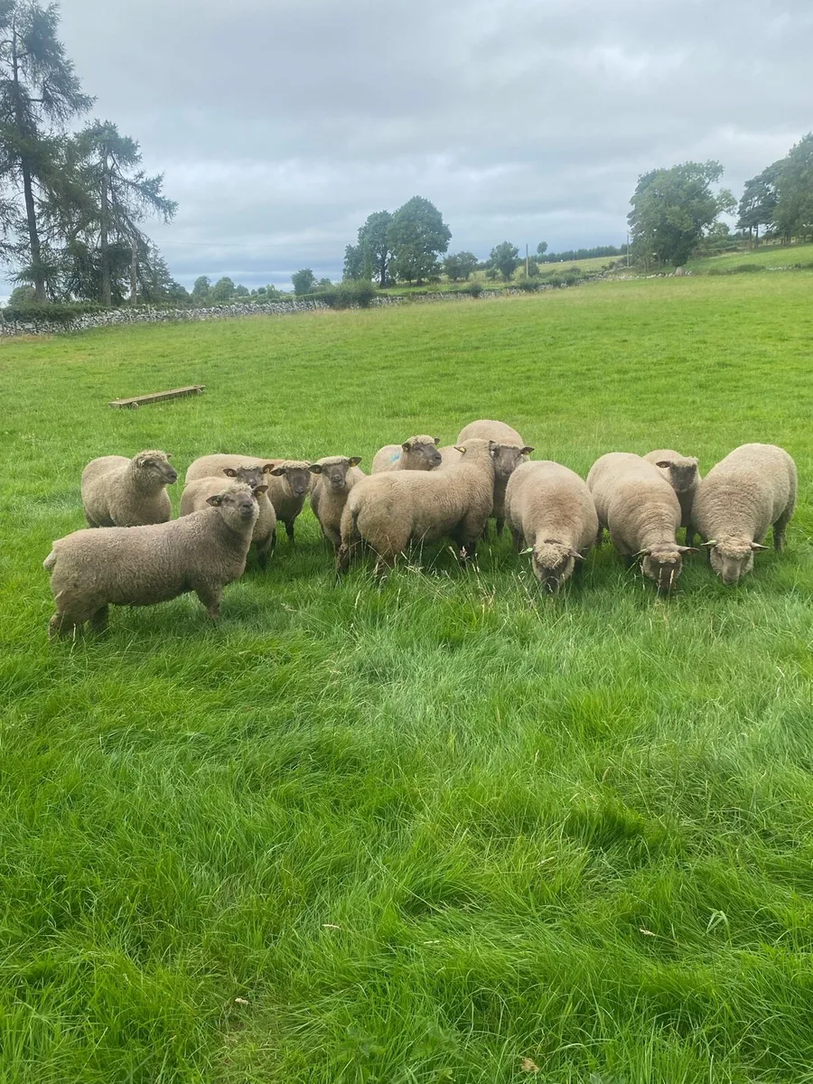 Purebred registered Vendeen Ram Lambs - Image 3