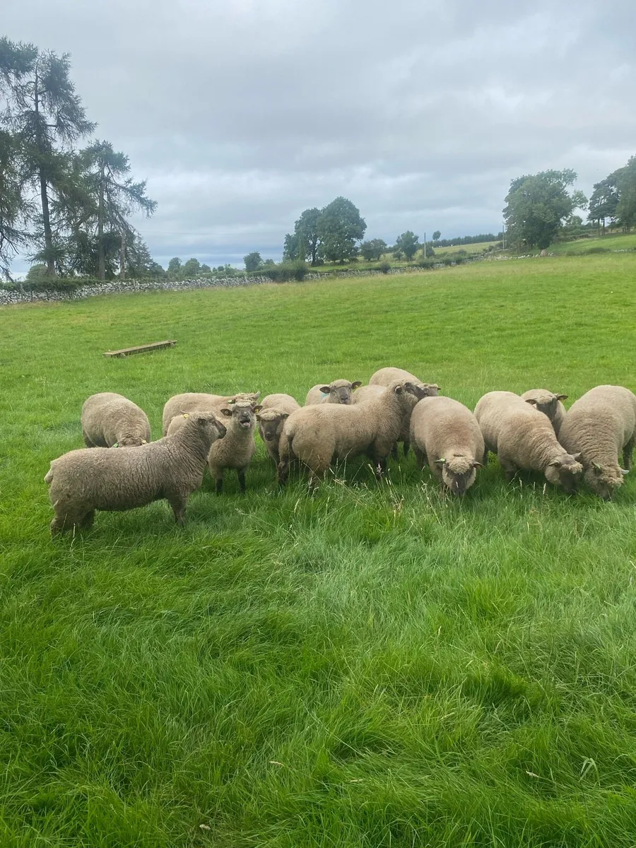 Purebred registered Vendeen Ram Lambs - Image 4